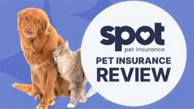 Spot Pet Insurance Providing Peace of Mind Through Comprehensive Coverage